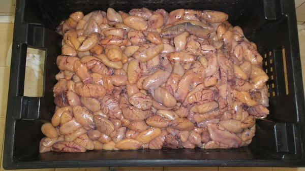 fresh herring roe
